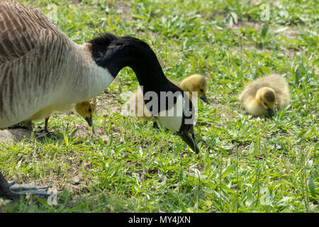 Il Canada goose (Branta canadensis) con goslings sulla banca del fiume Charles, Cambridge, Massachusetts, STATI UNITI D'AMERICA Foto Stock