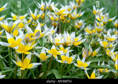 Tulipa tarda (fine tulip o tarda tulip) con infiorescenza di fiori gialli in piena fioritura che crescono in un giardino botanico Foto Stock