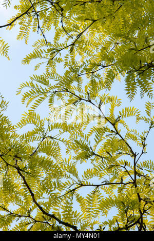 Gleditsia Triacanthos 'Sunburst'. Il miele robinia fogliame in primavera alla RHS Wisley Gardens, Surrey, Inghilterra Foto Stock