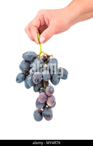 Ramo di freschi colori blu uva in una femmina di mano su uno sfondo bianco Foto Stock