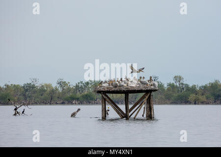 Molti pellicani dalmata, una colonia di uccelli, vivere isolato sulla piattaforma di legno in primavera le acque del lago di Kerkini, nel nord della Grecia. Pelican è volare sopra il gregge Foto Stock