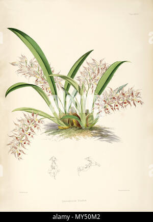 . Illustrazione di Odontoglossum blandum . 1874. James Bateman (1811-1897) 395 Odontoglossum blandum Foto Stock