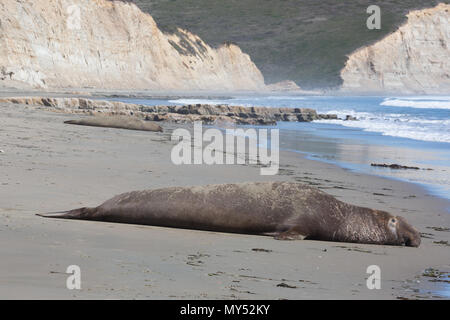 Un maschio di guarnizione di elefante fa il suo cammino verso l'oceano, un altro nel backgroundlandscape Foto Stock