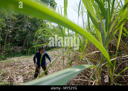 Un lavoratore a contratto la raccolta di canna da zucchero in Java centrale, Indonesia. Foto Stock