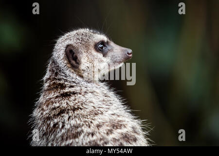 Animale Meerkat Foto Stock