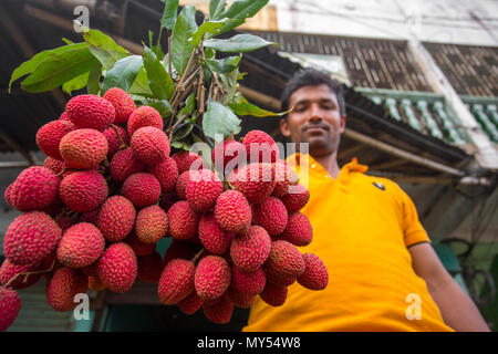 Un litchi agricoltore mostra le migliori litchi nel loro giardino a Rooppur, Ishwardi , Bangladesh. Foto Stock