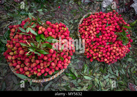 Un litchi agricoltore mostra le migliori litchi nel loro giardino a Rooppur, Ishwardi , Bangladesh. Foto Stock