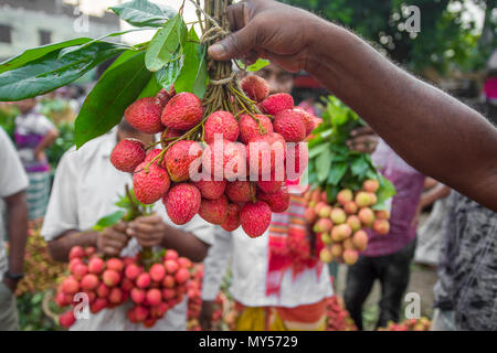 Un litchi agricoltore mostra le migliori litchi nel loro giardino a Rooppur, Ishwardi , Bangladesh. Foto Stock