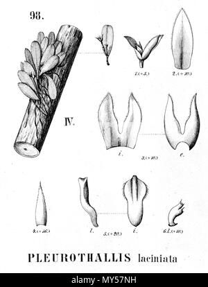 . Illustrazione di Pleurothallis laciniata . 1896. Alfred Cogniaux (1841 - 1916) 427 Pleurothallis laciniata - intaglio dalla flora Brasiliensis 3-4-98 figura IV Foto Stock