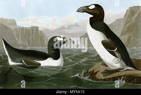 . Inglese: Grande Auk Deutsch: Riesenalk Latein: Pinguinus impennis. 1800s. John James Audubon, Bird artista d'America. (1785-1851) 423 PinguinusImpennus Foto Stock