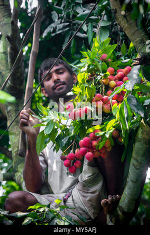 Un agricoltore ha visto il litchi al di sopra della struttura ad albero Rooppur, Ishwardi , Bangladesh. Foto Stock