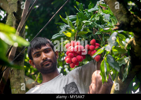 Un agricoltore ha visto il litchi al di sopra della struttura ad albero Rooppur, Ishwardi , Bangladesh. Foto Stock