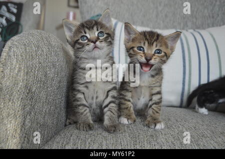 Due tabby gattini, un gattino meowing Foto Stock