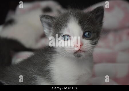 Grigio e bianco 3 settimane vecchio cucciolo Foto Stock