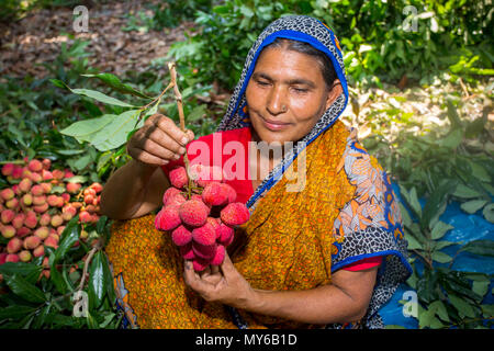 Un litchi agricoltore mostra le migliori litchi nel loro giardino a Rooppur, Ishwardi , Bangladesh. Foto Stock