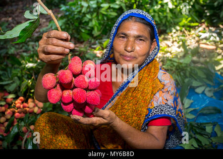 Un litchi agricoltore mostra le migliori litchi nel loro giardino a Rooppur, Ishwardi , Bangladesh. Foto Stock