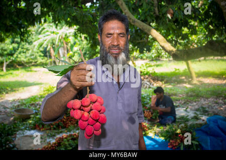 Un litchi agricoltore mostra le migliori litchi nel loro giardino a Rooppur, Ishwardi , Bangladesh. Foto Stock