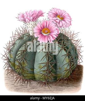 . Inglese: Echinocactus horizonthalonius . 1904. Schumann, Gürke & Vaupel Peter A. Mansfeld per l'immagine filtred. 152 Echinocactus horizonthalonius BlKakteenT117 Foto Stock