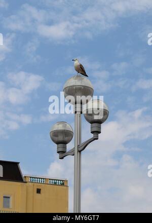 Seagull arroccato su una strada di luce in Nizza. Foto Stock