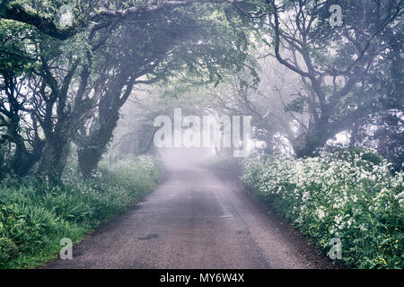 Misty strada attraverso i boschi magico di Madron Pozzo santo e Cappella di musica celtica in West Cornwall Regno Unito Foto Stock