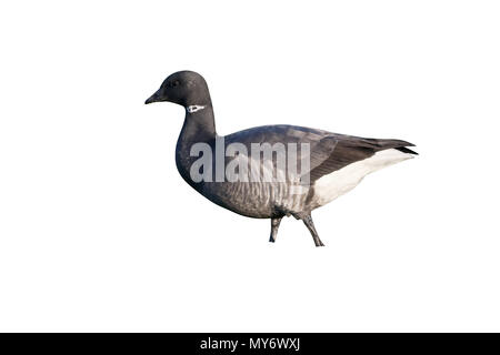 Brent goose, Branta bernicla, singolo uccello sull'erba, Paesi Bassi, gennaio 2017 Foto Stock