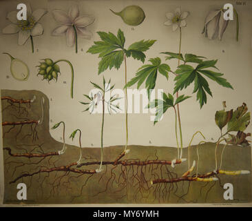 . Français : Planche d'illustrazione de l'espèce Anemone nemorosa , de Schmeils Botanische Wandtafeln Anatomische Reihe . 17 aprile 2014, 08:09:42. Walter Heubach 478 Schmeils Botanische Wandtafeln 01 Foto Stock