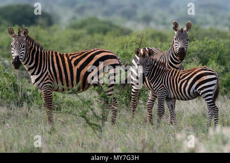 Le pianure zebre (Equus quagga), Tsavo, costa, Kenya Foto Stock