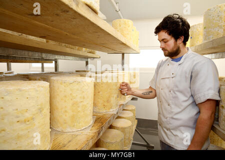 Casaro Ispezione del formaggio Stilton ruota utilizzando un corer per controllare blu di formatura dello stampo interno Foto Stock