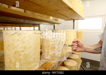 Casaro Ispezione del formaggio Stilton ruota utilizzando un corer per controllare il blu di formatura dello stampo, all'interno della stretta di mano Foto Stock