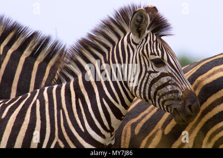Le pianure Zebra (Equus quagga), puledro, animale ritratto, Parco Nazionale di Pilanesberg, Pilanesberg Game Reserve, Sud Africa Foto Stock