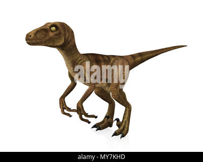 Velociraptor isolati su sfondo bianco Foto Stock