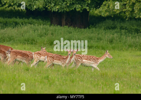 Daini (Dama Dama), a NT Charlecote Park, Warwickshire, Regno Unito, nel parco e bosco ambiente Foto Stock