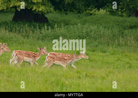 Daini (Dama Dama), a NT Charlecote Park, Warwickshire, Regno Unito, nel parco e bosco ambiente Foto Stock