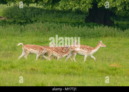 Daini (Dama Dama), a NT Charlecote Park, Warwickshire, Regno Unito, nel parco e bosco ambiente Foto Stock