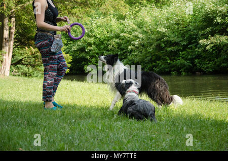 Due cani stanno a guardare alla donna e attesa per la tratta Foto Stock