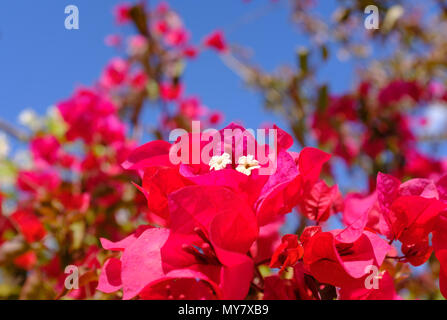 Due piccoli fiori bianchi su un rosso impianto bourgainvilla cercando fino ad un cielo blu Foto Stock