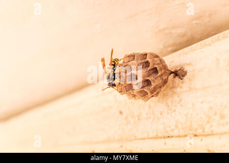 Insetto hoverfly con wasp come il giallo e il nero imitazione iscrizioni facendo un favo di miele strucutre delicati e intircate nest Foto Stock