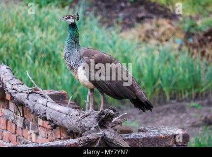 Un roaming Peahen intorno alla mia casa in Jalandhar, Punjab. Foto Stock