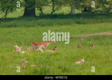 Daini (Dama Dama), a NT Charlecote Park, Warwickshire, Regno Unito, nel parco e bosco ambiente Foto Stock