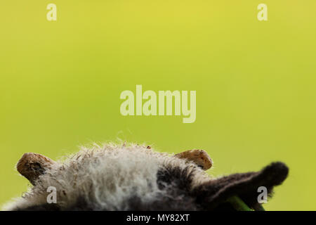 Giacobbe pecore agnello ritratto che mostra la parte superiore della testa con le corna e il verde dello sfondo bokeh di fondo Foto Stock