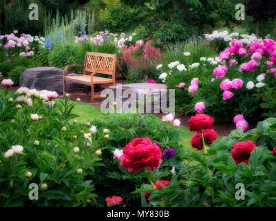 Peonia garden e panca. Adleman Peonia giardino, Salem, Oregon