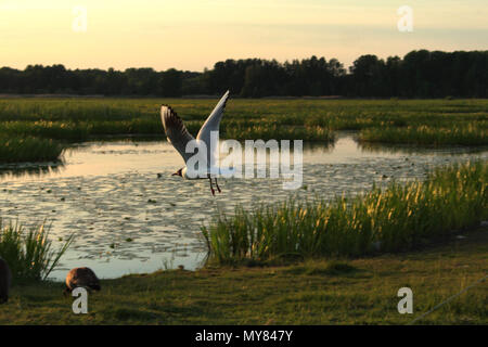 Seagull volando sopra la riserva naturale Oset a Örebro. Foto Stock