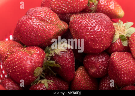Lavate fresche fragole mature in un rosso filtro a rete di plastica Foto Stock