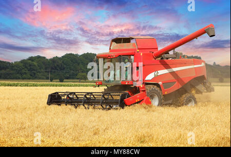 Mietitrebbia in campo di grano. Foto Stock