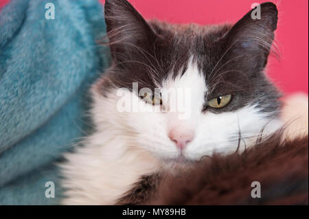 Gatto su sfondo rosa Foto Stock