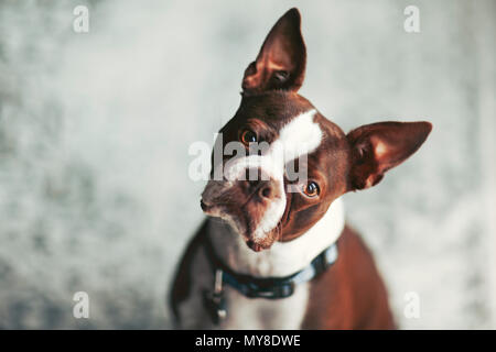 Ritratto di Boston Terrier, testa dritto guardando la fotocamera Foto Stock