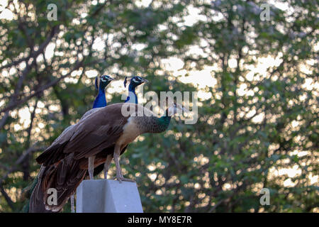 Due Pavoni e un Peahen su una parete. Una bellissima vista intorno alla mia casa in Jalandhar, Punjab. Foto Stock