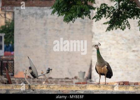 Un roaming Peahen intorno alla mia casa in Jalandhar, Punjab. Foto Stock