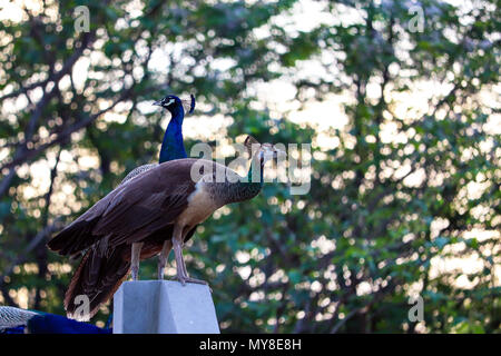 Indiano Peacock e Peahen seduta su un muro, foto scattata la sera. Una bella vista intorno alla mia casa. Foto Stock