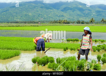 Il lavoro manuale nelle Filippine, campi di riso di mindoro Foto Stock